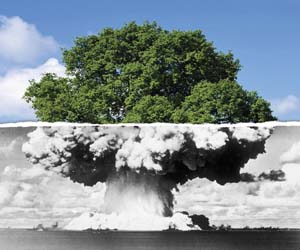 Bomba-arbol-resiliencia-transición sostenible